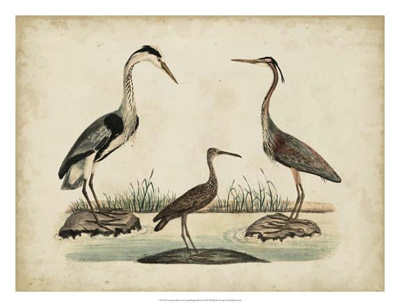 Common Heron & Crested Purple Heron
