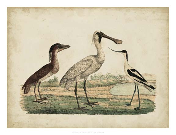 Avocet & Boat-Billed Heron