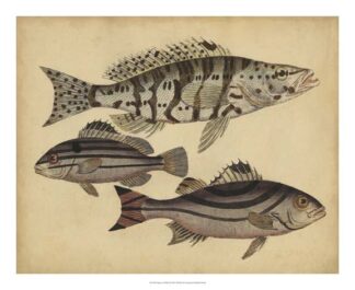 Species of Fish I