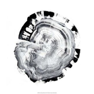 Tree Ring Abstract III