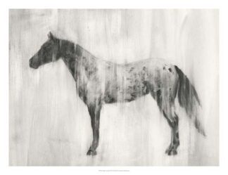 Appaloosa Study II