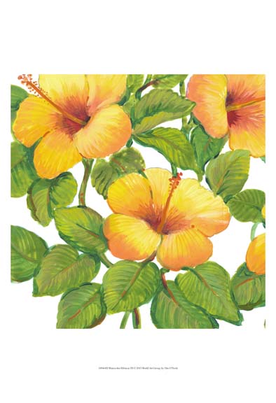 Watercolor Hibiscus III