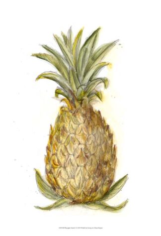 Pineapple Sketch I