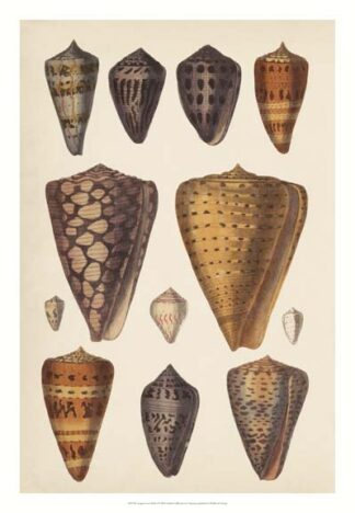Antique Cone Shells I