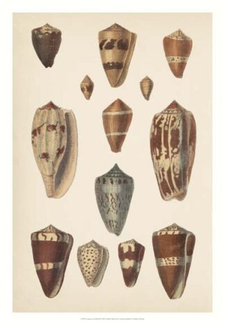 Antique Cone Shells II