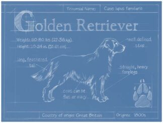 Blueprint Golden Retriever