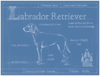Blueprint Labrador Retriever