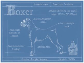 Blueprint Boxer