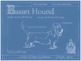 Blueprint Basset Hound