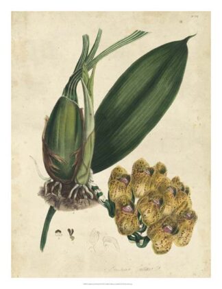 Sophisticated Orchid I