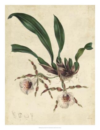 Sophisticated Orchid II