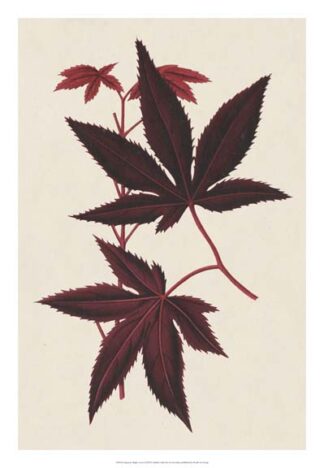 Japanese Maple Leaves I