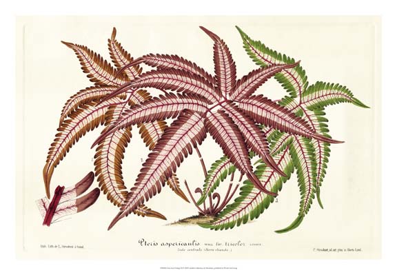 Fern Leaf Foliage III