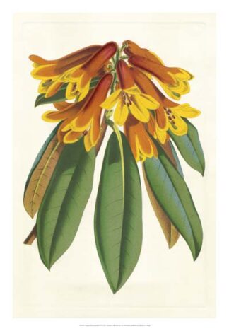 Tropical Rhododendron II