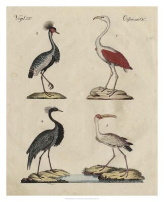 Heron Classification II