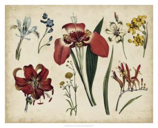Antique Botanical Chart II