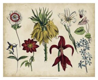 Antique Botanical Chart III