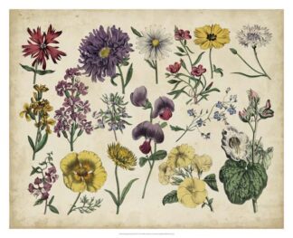 Antique Botanical Chart IV