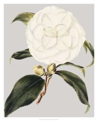 Camellia Japonica I
