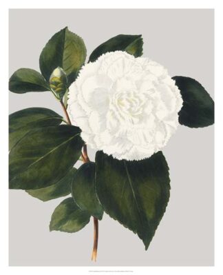 Camellia Japonica II