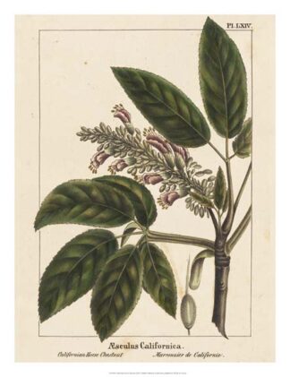 California Horse Chestnut