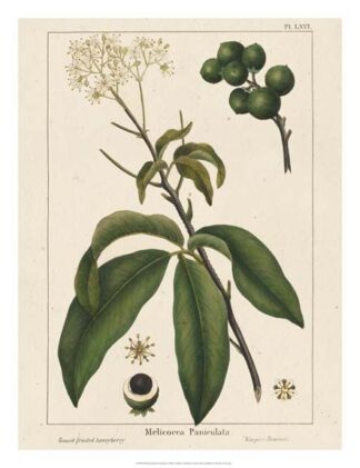 Round fruited Honeyberry