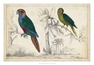 Parrot Pair I