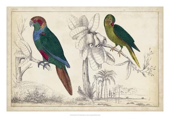 Parrot Pair I