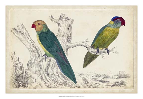 Parrot Pair II