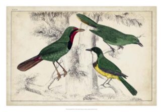 Tropical Bird Trio I