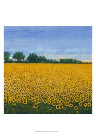 Field of Sunflowers I