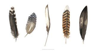 Red Rock Feathers II