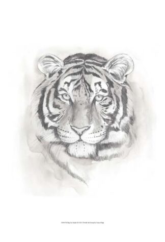 Big Cat Study II