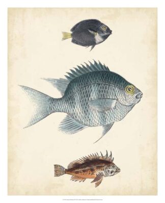 Antique Fish Species III
