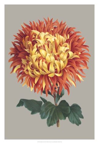 Chrysanthemum on Gray I