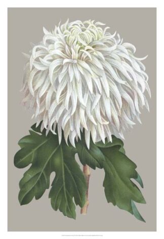 Chrysanthemum on Gray II