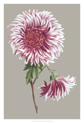 Chrysanthemum on Gray III