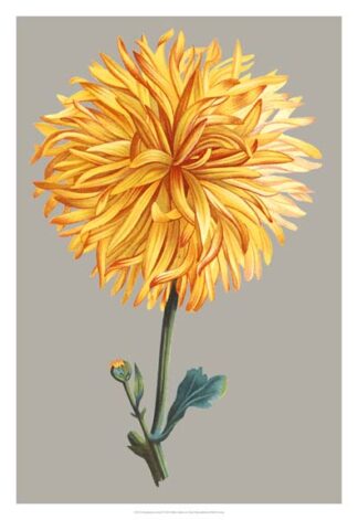 Chrysanthemum on Gray IV