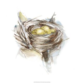 Bird Nest Study III