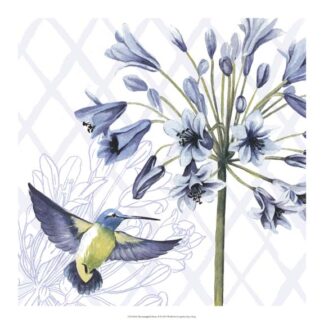 Hummingbird Dance II