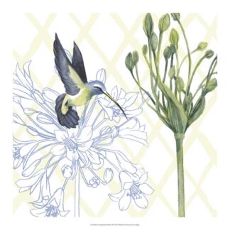 Hummingbird Dance III