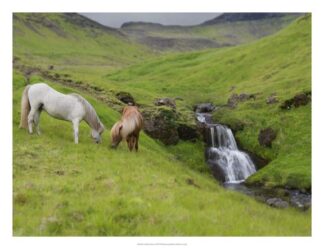 Icelandic Horses I