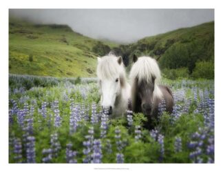 Icelandic Horses III
