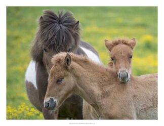 Icelandic Horses IV
