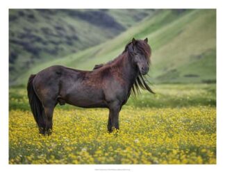 Icelandic Horses VI