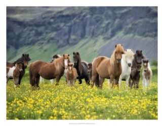 Icelandic Horses VII