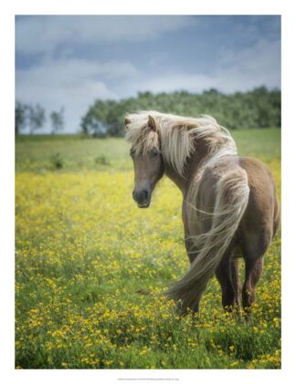 Icelandic Horses VIII