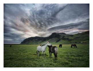 Icelandic Horses IX