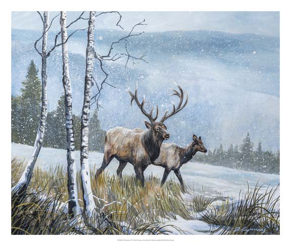 Elk Journey IV