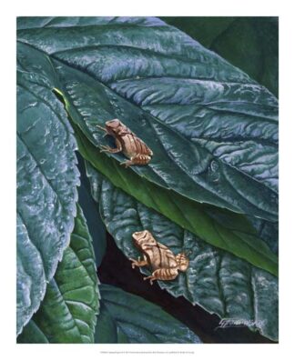Spring Peepers II